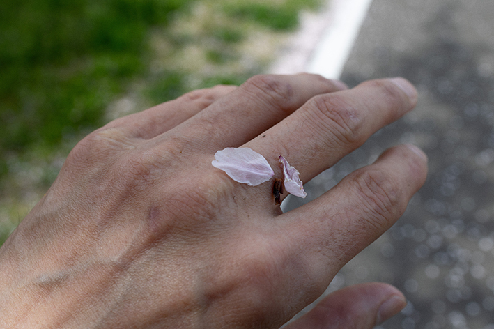 藤原敦 写真展「櫻川」 | ZEN FOTO GALLERY - アジア諸国の写真を専門