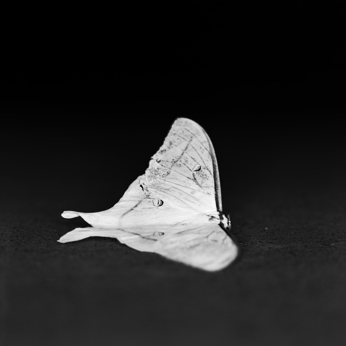 ☆Shinya Yamamoto アドニス　VM-60（現状渡し）☆ お祭り男の西山貴浩がダブルエース機ゲット「よっしゃーと思ったね