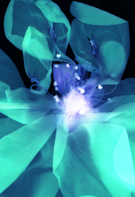 西村陽一郎「青い花」 | ZEN FOTO GALLERY - アジア諸国の写真を専門に