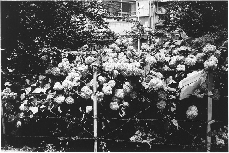 西村多美子 写真展「追想」 | ZEN FOTO GALLERY - アジア諸国の 西村多美子 写真展「追想」 | ZEN FOTO GALLERY - アジア諸国の