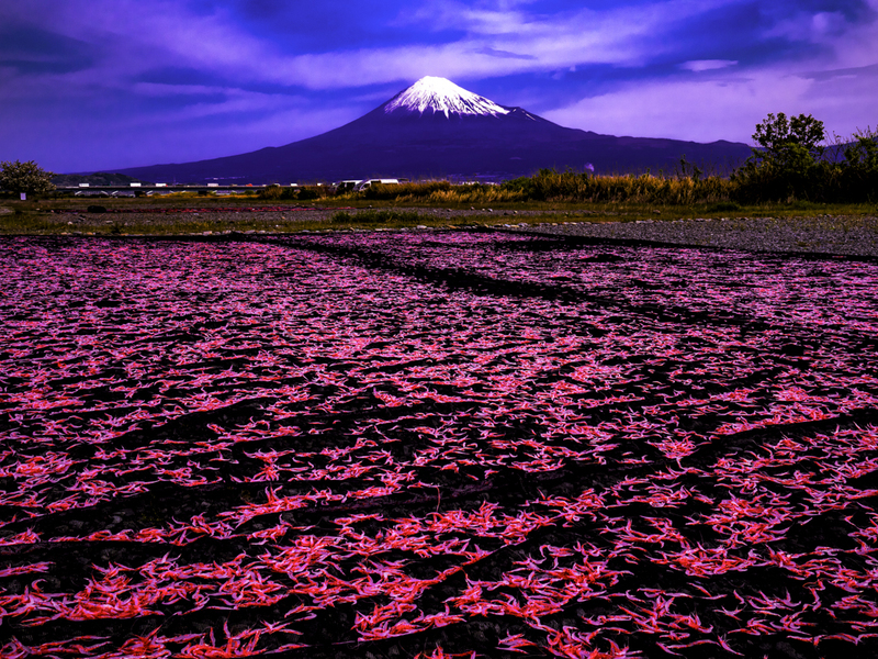 日本賛歌　NIPPON SEEN FROM THE AIR（写真集） 日本賛歌 NIPPON SEEN FROM THE AIR（写真集） ZEN FOTO GALLERY
